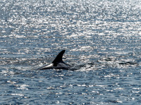 Chanonry Point Bottlenose Dolphins