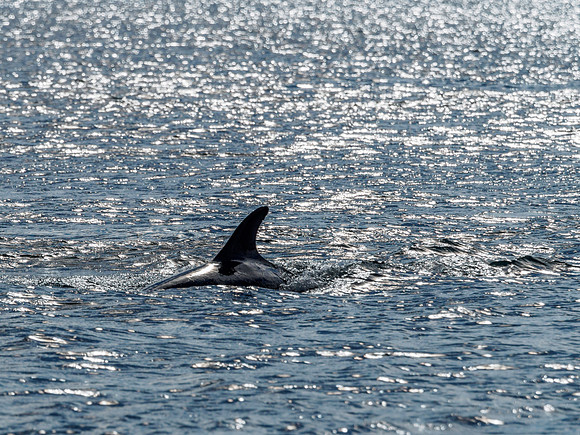 Chanonry Point Bottlenose Dolphins