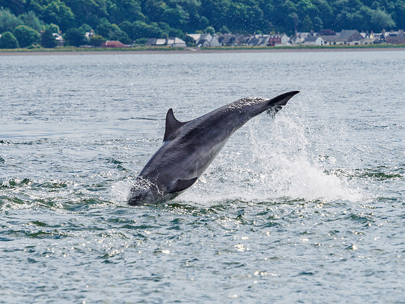 Chanonry Point Bottlenose Dolphins
