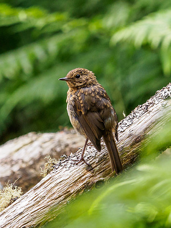 Young Robin
