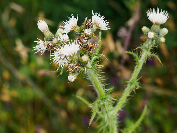 White Marsh Thistle