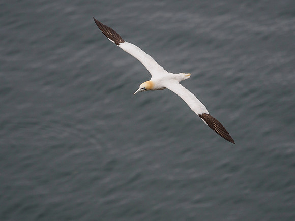 20160723-Troup Head-EM520441