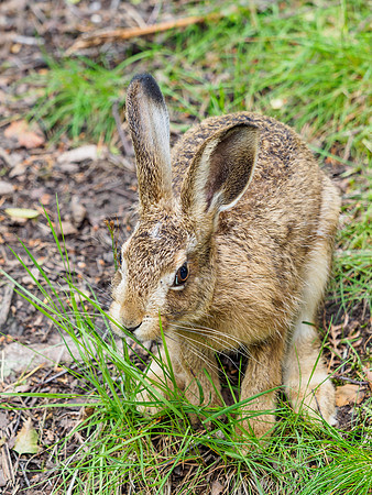 Friendly Brown Hare