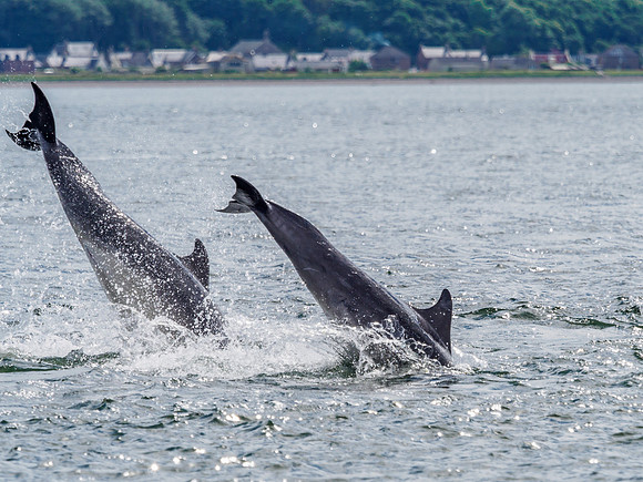 Chanonry Point Bottlenose Dolphins