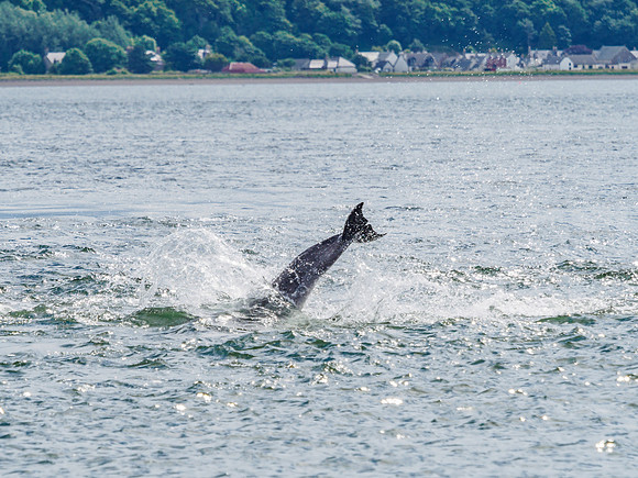 Chanonry Point Bottlenose Dolphins