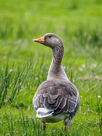 Greylag Geese