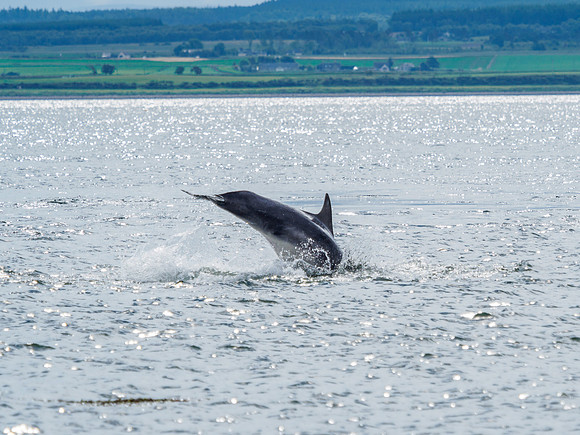 Chanonry Point Bottlenose Dolphins