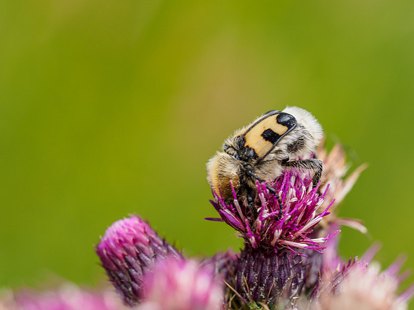 Bee Beetle on Marsh Thistle