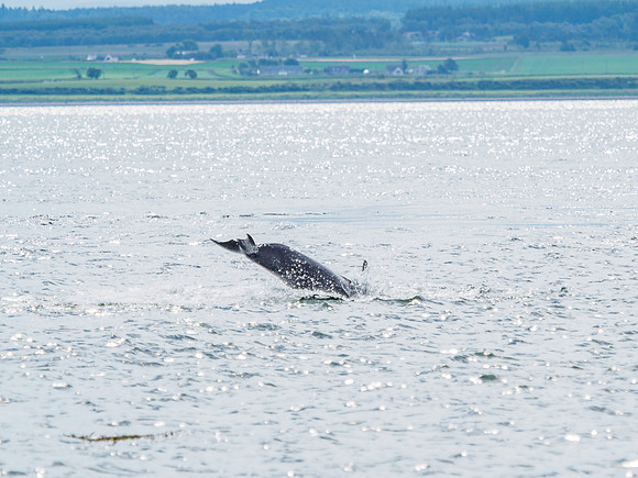 Chanonry Point Bottlenose Dolphins