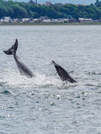 Chanonry Point Bottlenose Dolphins