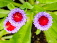 Garden Flowers