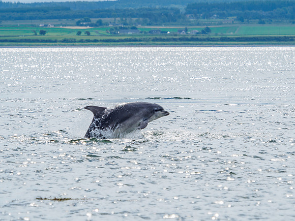 Chanonry Point Bottlenose Dolphins
