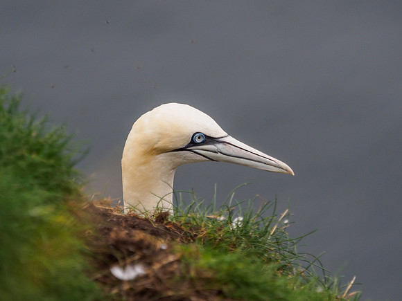 20160723-Troup Head-EM520421