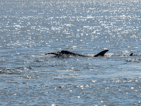 Chanonry Point Bottlenose Dolphins