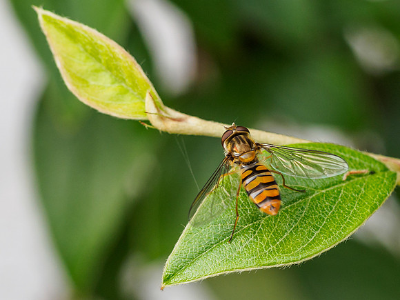 Hoverfly
