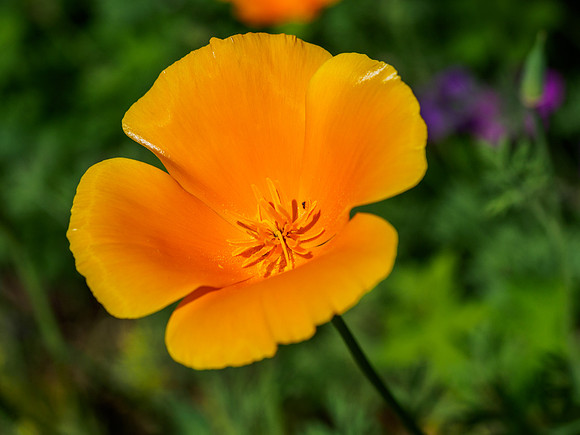 Poppies