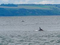 Chanonry Point Bottlenose Dolphins