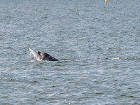 Chanonry Point Bottlenose Dolphins