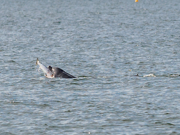 Chanonry Point Bottlenose Dolphins