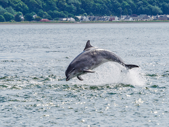 Chanonry Point Bottlenose Dolphins