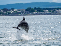 Chanonry Point Bottlenose Dolphins