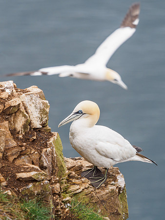 Troup Head Gannets
