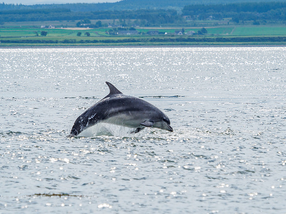 Chanonry Point Bottlenose Dolphins