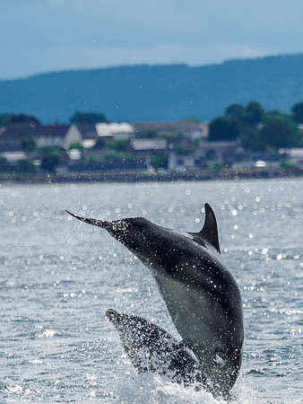 Chanonry Point Bottlenose Dolphins