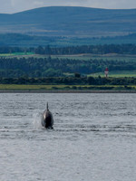 Chanonry Point Bottlenose Dolphins