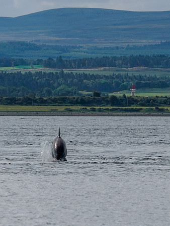 Chanonry Point Bottlenose Dolphins