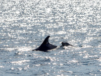 Chanonry Point Bottlenose Dolphins
