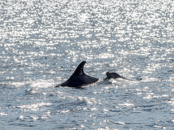 Chanonry Point Bottlenose Dolphins