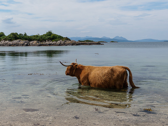 Cattle on the Beach 4