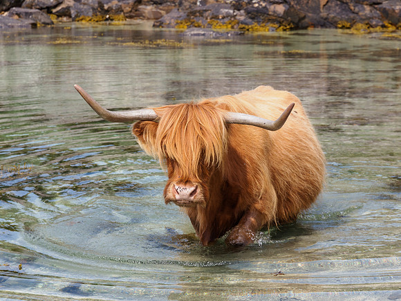 Cattle on the Beach 6