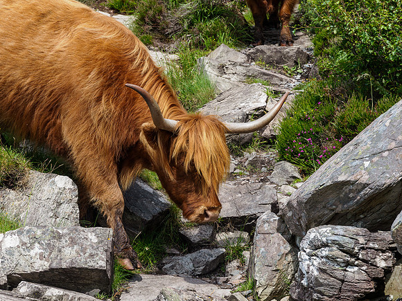 Cattle on the Beach 2
