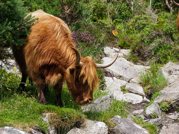 Cattle on the Beach 1