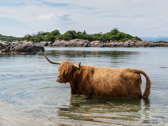 Cattle on the Beach 5