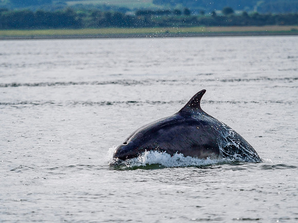 Chanonry Point Bottlenose Dolphins