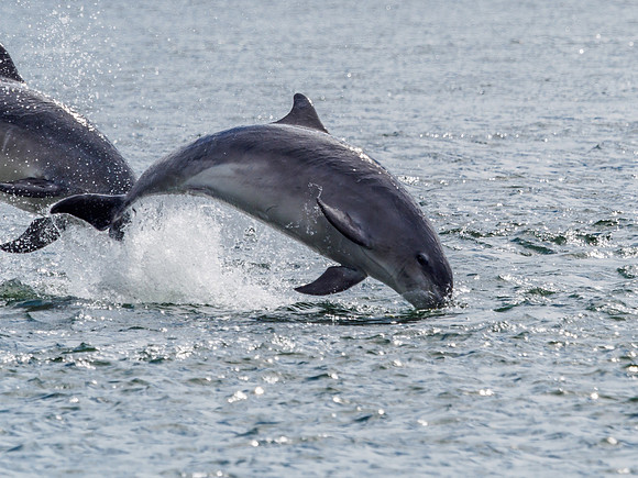 Chanonry Point Bottlenose Dolphins