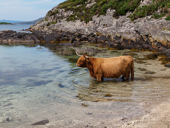 Cattle on the Beach 3