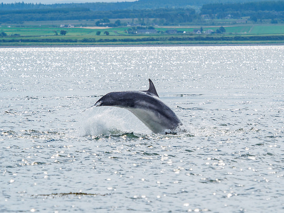 Chanonry Point Bottlenose Dolphins