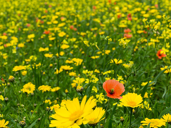 Berneray Machair 1