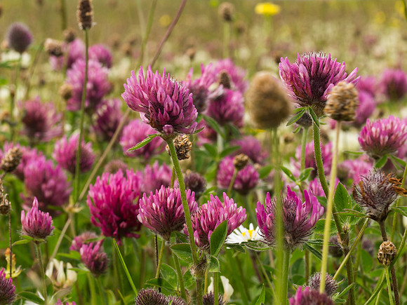 Berneray Machair 6