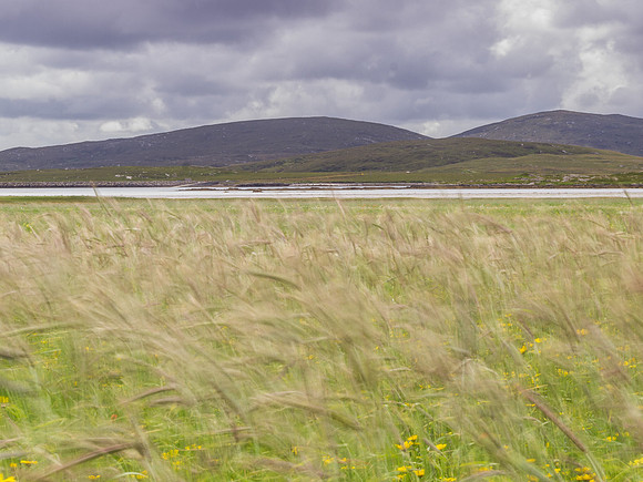 Berneray Machair 5
