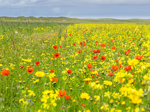 Berneray Machair 4