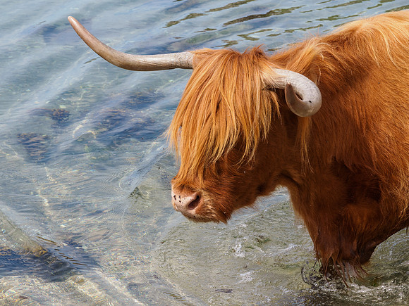 Cattle on the Beach 7