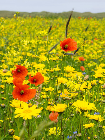 Berneray Machair 3