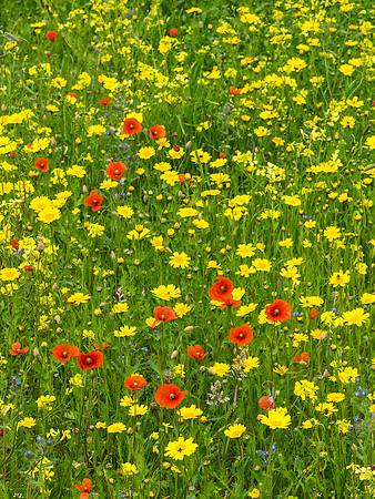 Berneray Machair 2