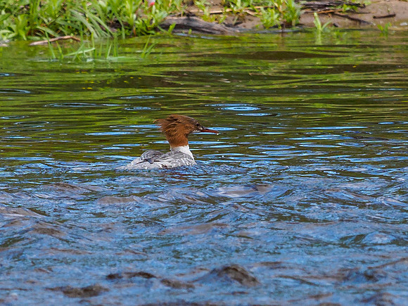 Goosander