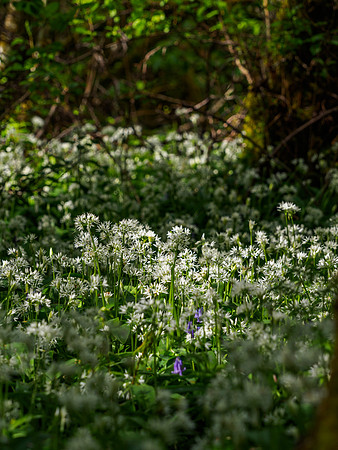 Wild Garlic